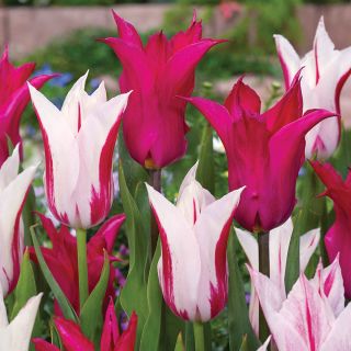 Mystic Goblets Tulip Blend Thumbnail